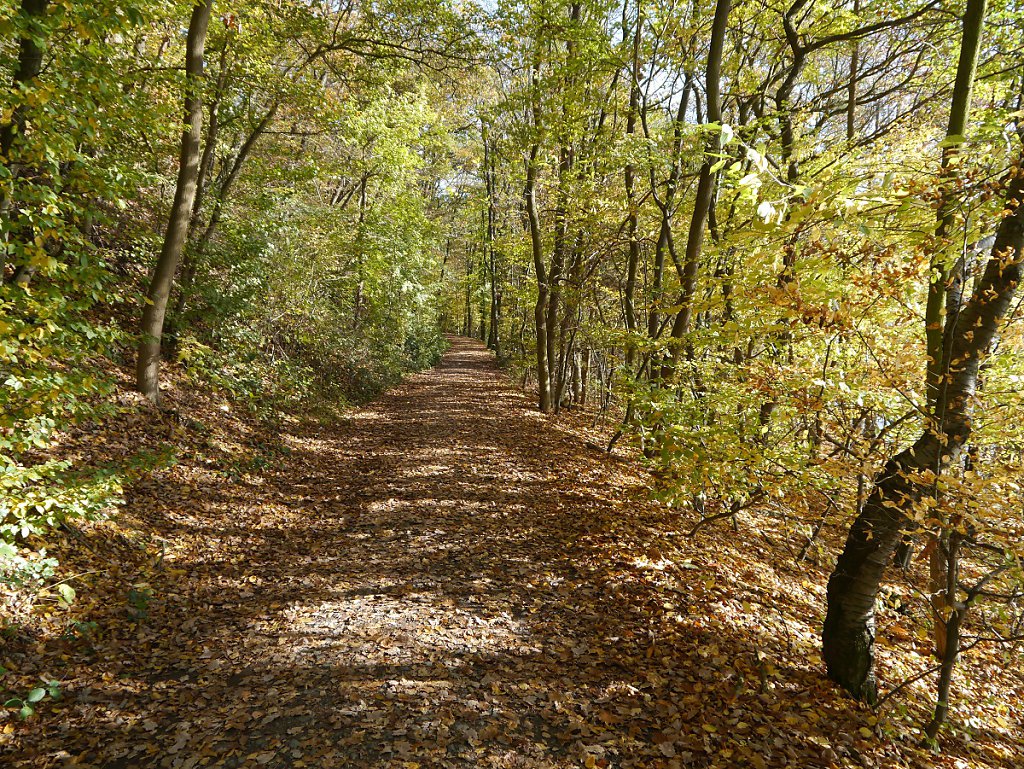 wald2.jpg